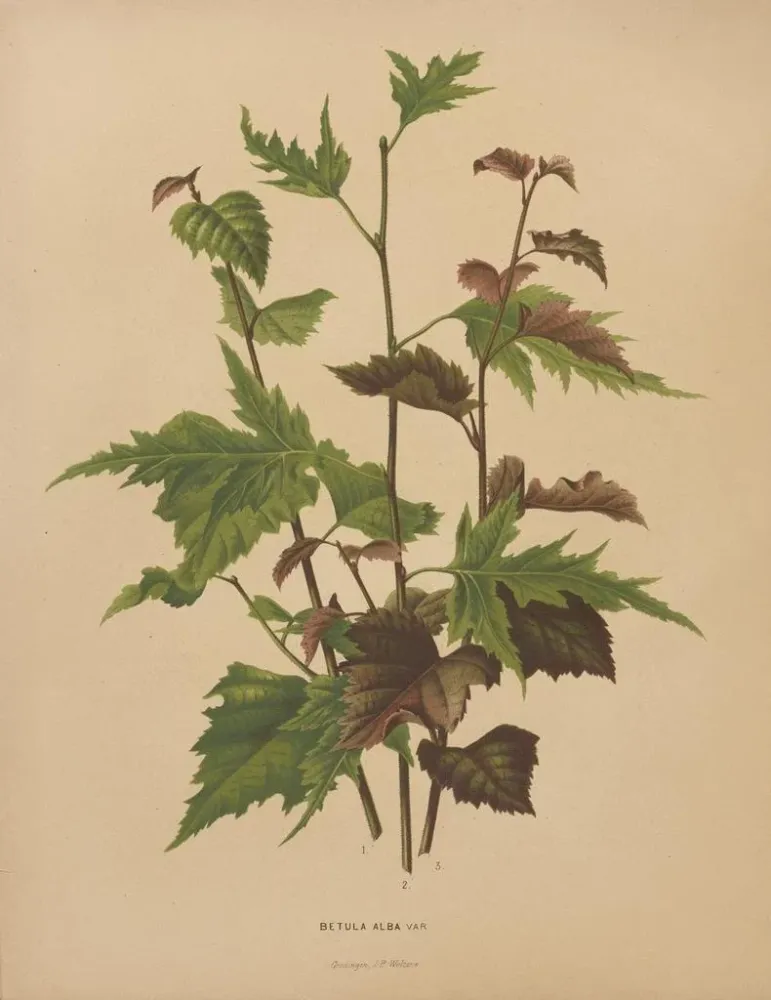 Gemälde Flore hollandaise et Pomone PL76 - Abraham Jacobus Wendel | Kunstdruck