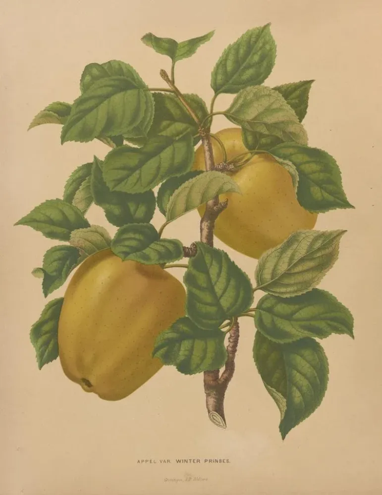 Gemälde Flore hollandaise et Pomone PL79 - Abraham Jacobus Wendel | Kunstdruck