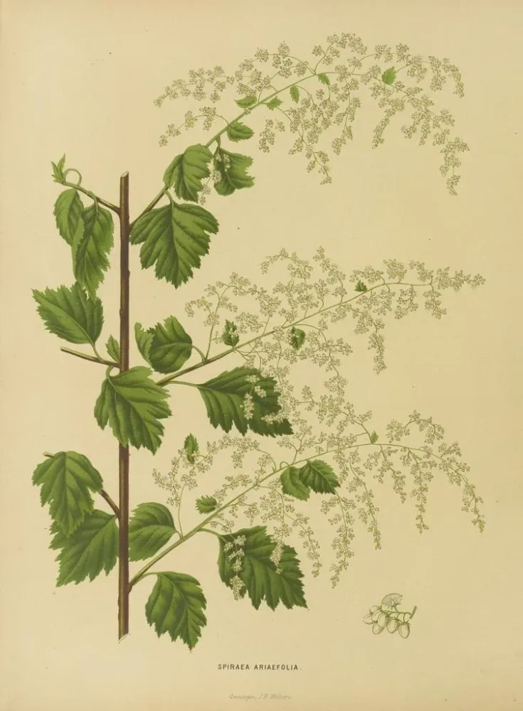 Gemälde Flore holländische und Pomone Pl. 10 - Abraham Jacobus Wendel