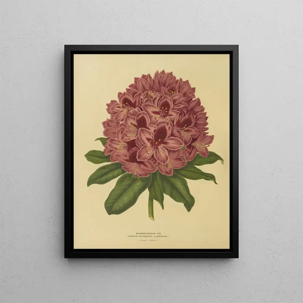 Gemälde Flore holländische und Pomone Pl. 13 - Abraham Jacobus Wendel | Kunstdruck