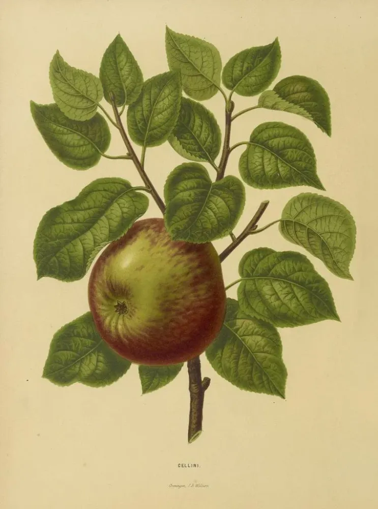Gemälde Flore holländische und Pomone PL20 - Abraham Jacobus Wendel | Kunstdruck