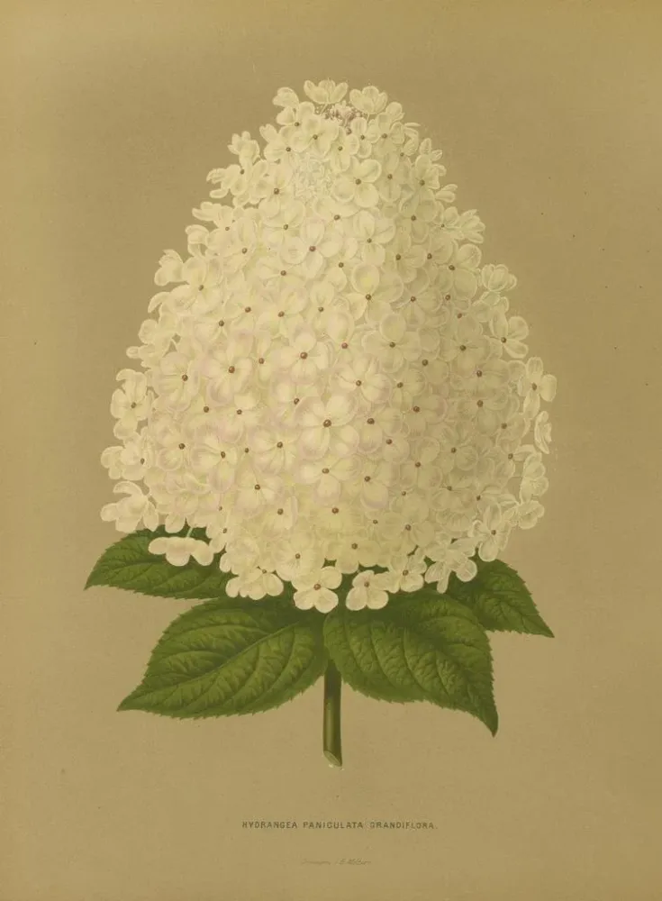 Gemälde Flore holländische und Pomone PL26 - Abraham Jacobus Wendel | Kunstdruck
