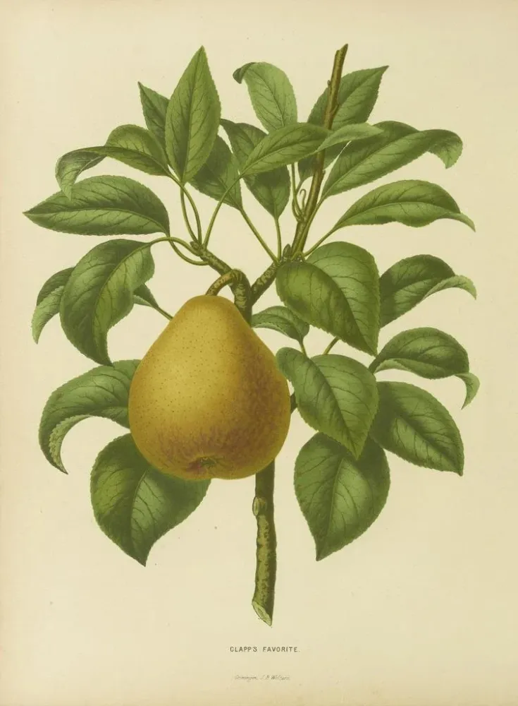 Gemälde Flore holländische und Pomone PL28 - Abraham Jacobus Wendel | Kunstdruck