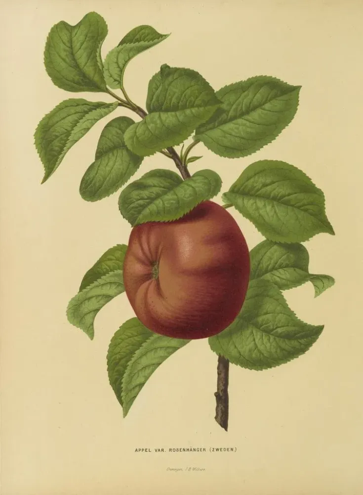 Gemälde Flore holländische und Pomone PL29 - Abraham Jacobus Wendel | Kunstdruck