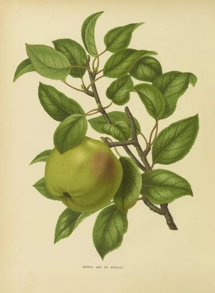 Gemälde Flore holländische und Pomone PL35 - Abraham Jacobus Wendel | Kunstdruck