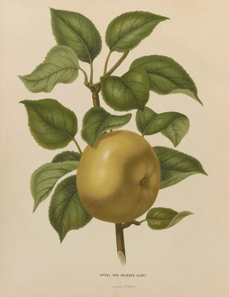 Gemälde Flore holländische und Pomone PL38 - Abraham Jacobus Wendel | Kunstdruck