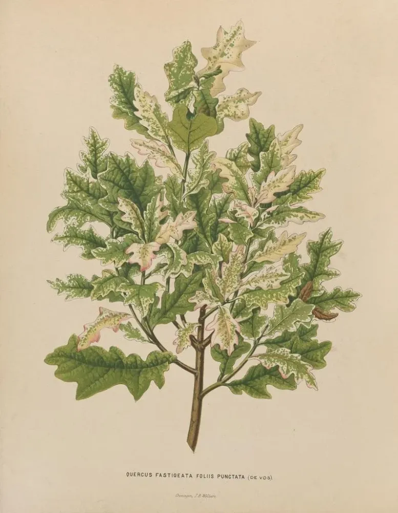 Gemälde Flore holländische und Pomone PL40 - Abraham Jacobus Wendel | Kunstdruck