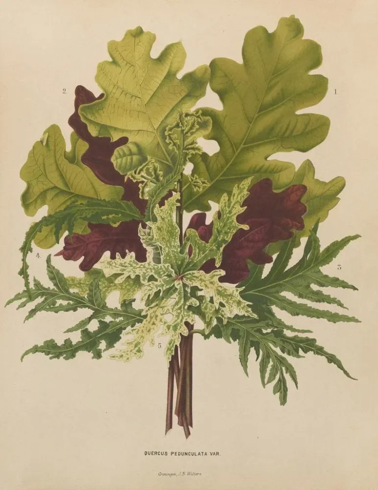 Gemälde Flore holländische und Pomone PL42 - Abraham Jacobus Wendel | Kunstdruck
