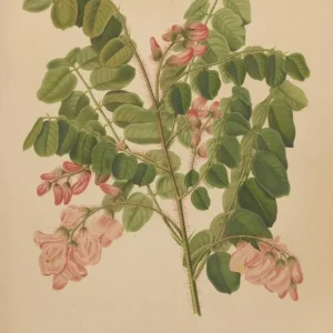 Gemälde Flore holländische und Pomone PL49 - Abraham Jacobus Wendel