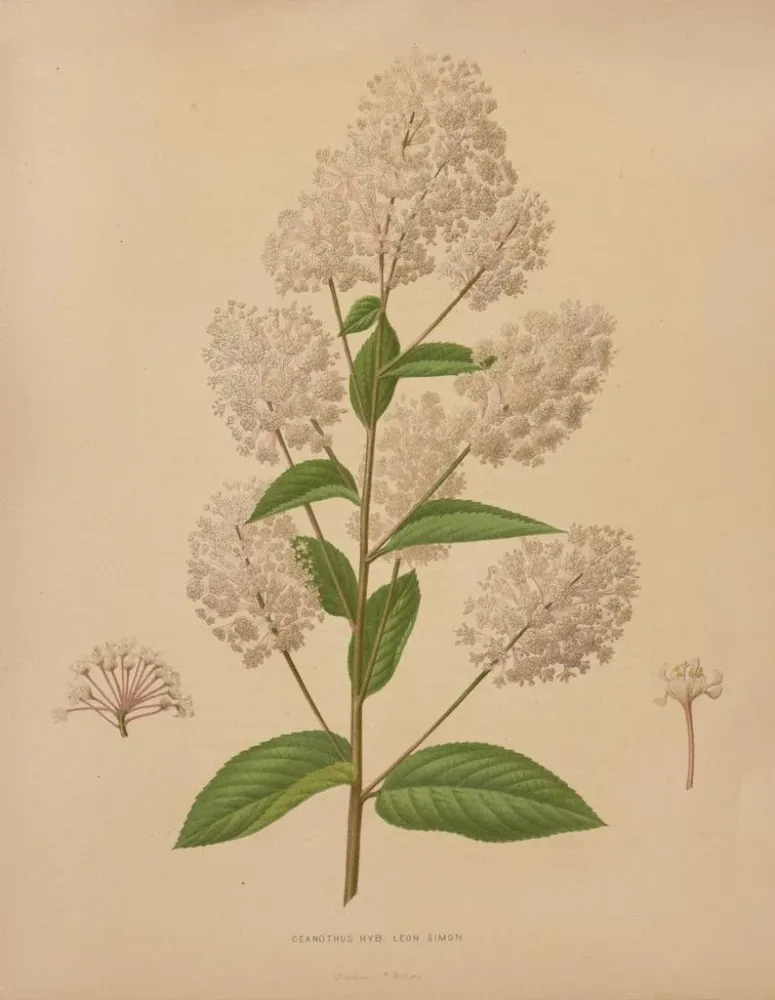 Gemälde Flore holländische und Pomone PL72 - Abraham Jacobus Wendel | Kunstdruck