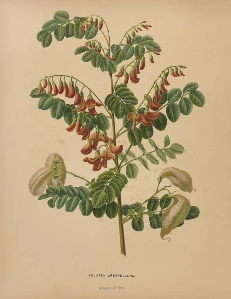 Gemälde Flore holländische und Pomone PL73 - Abraham Jacobus Wendel | Kunstdruck