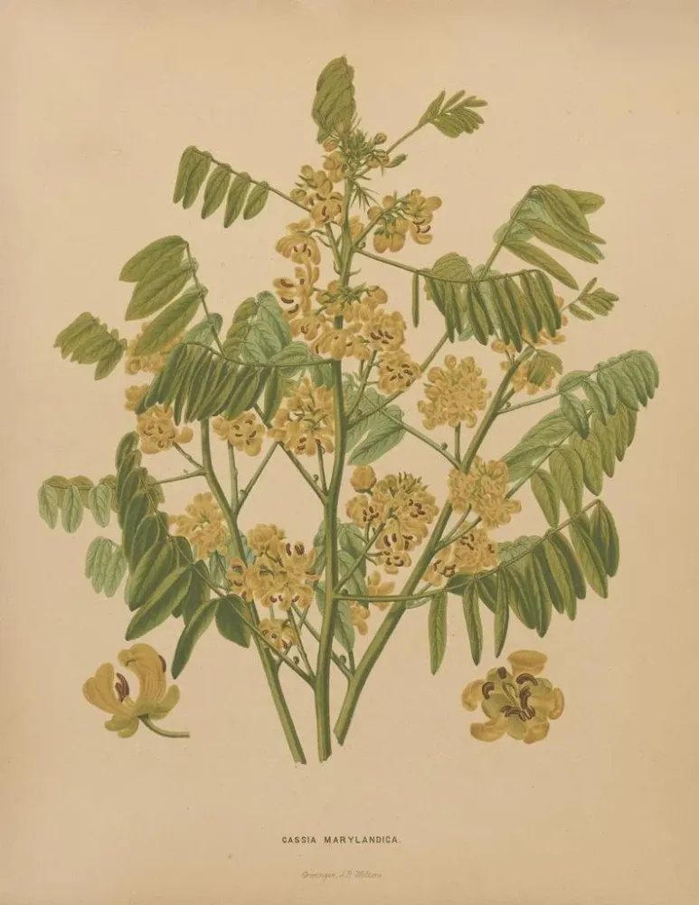 Gemälde Flore holländische und Pomone PL78 - Abraham Jacobus Wendel | Kunstdruck