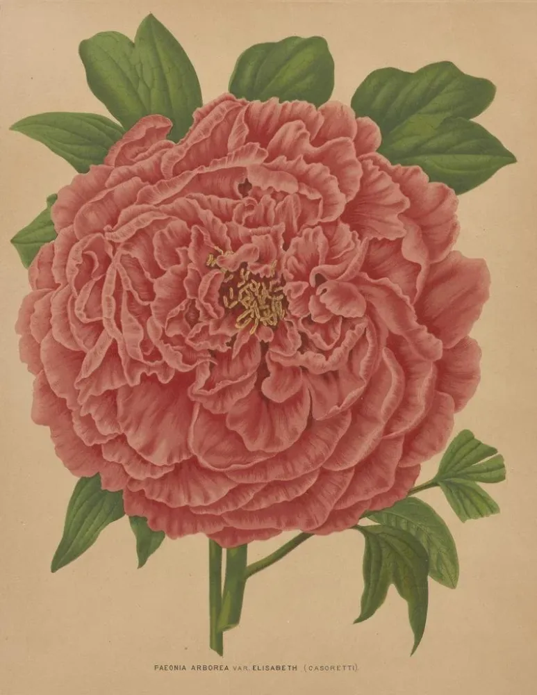 Gemälde Flore holländische und Pomone PL81 - Abraham Jacobus Wendel | Kunstdruck