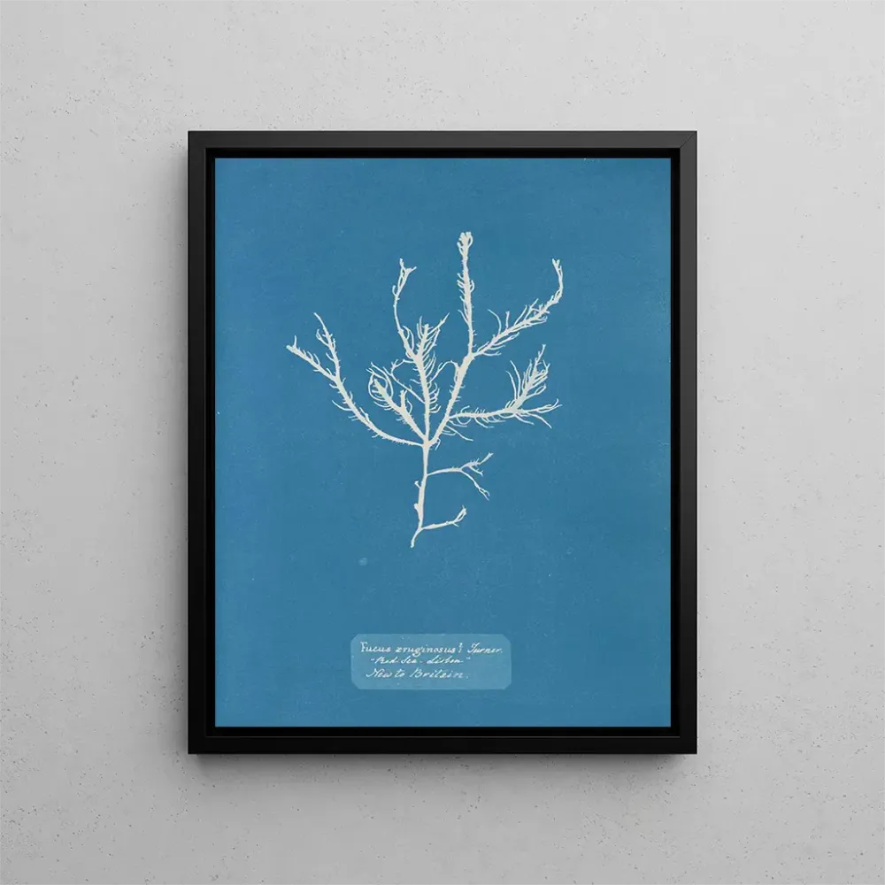 Gemälde Fucus aruginosus Turner Mer Rouge Lissabon Neu Großbritannien - Anna Atkins