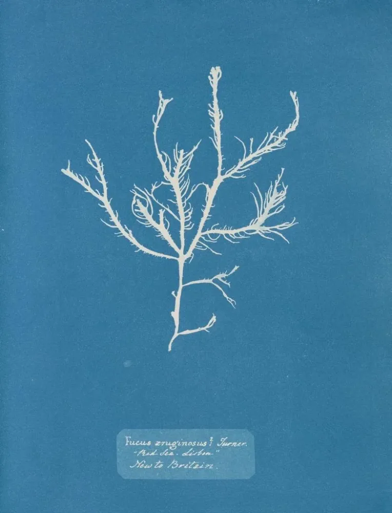 Gemälde Fucus aruginosus Turner Mer Rouge Lissabon Neu Großbritannien - Anna Atkins