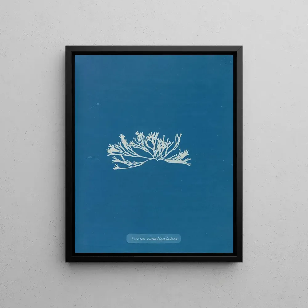 Gemälde Fucus canaliculatus - Anna Atkins | Kunstdruck
