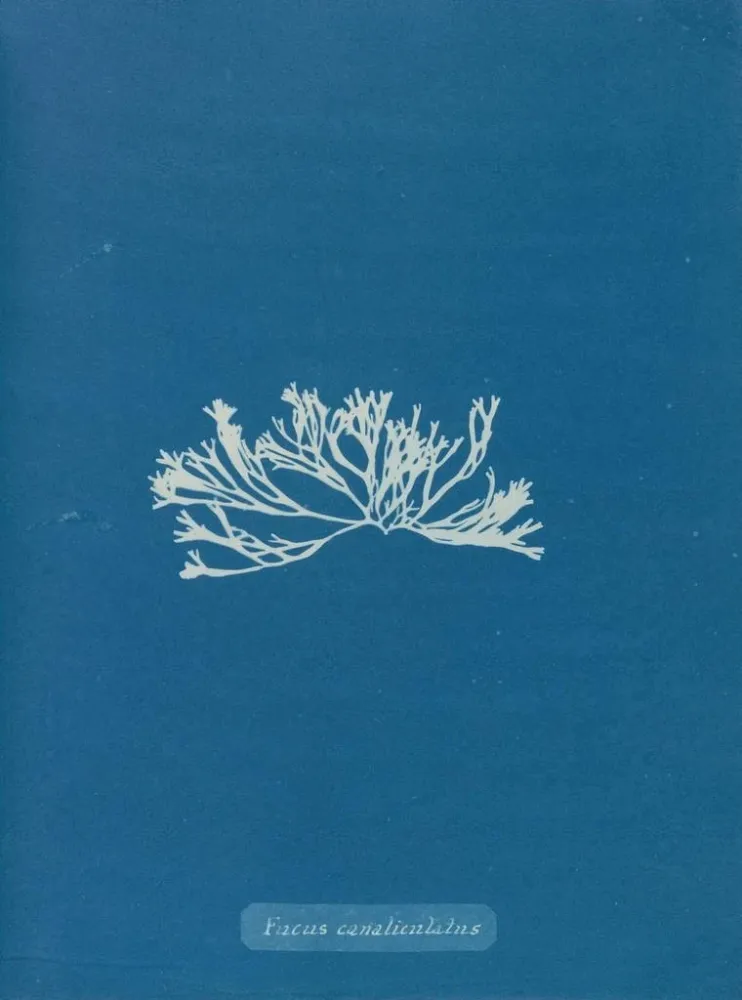 Gemälde Fucus canaliculatus - Anna Atkins | Kunstdruck