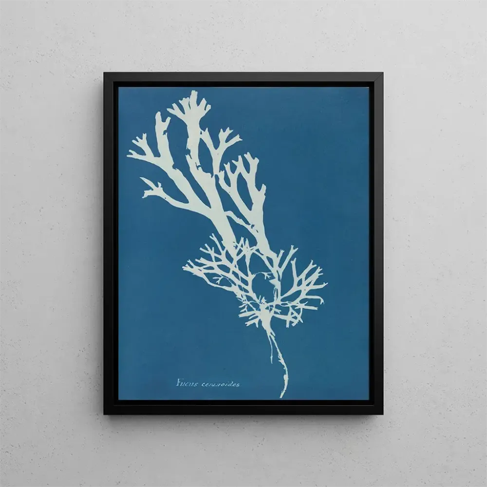 Gemälde Fucus ceranoïdes - Anna Atkins | Kunstdruck