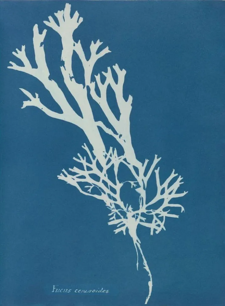 Gemälde Fucus ceranoïdes - Anna Atkins | Kunstdruck