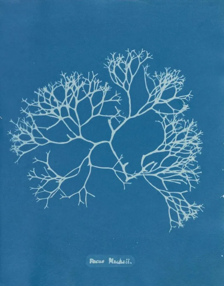 Gemälde Fucus Machaii - Anna Atkins | Kunstdruck