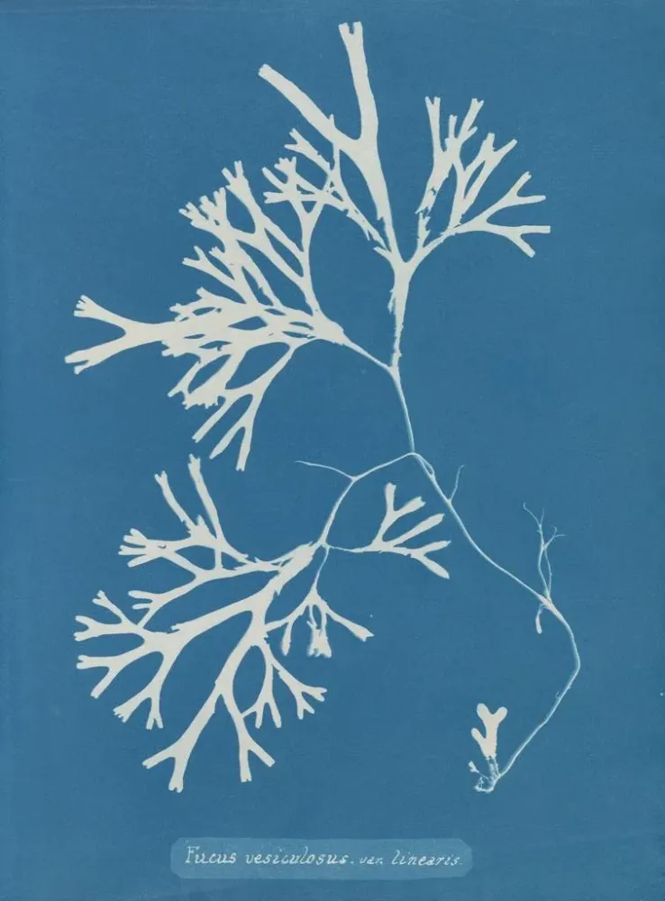 Gemälde Fucus vesiculosus var. linéaire - Anna Atkins | Kunstdruck