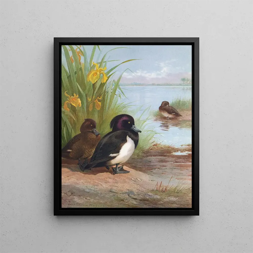 Gemälde Fuligule morillon - Archibald Thorburn | Kunstdruck