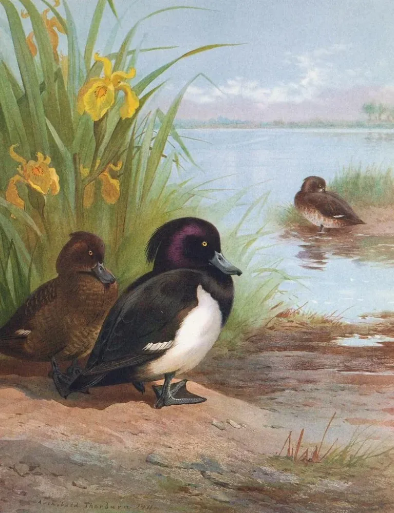 Gemälde Fuligule morillon - Archibald Thorburn | Kunstdruck