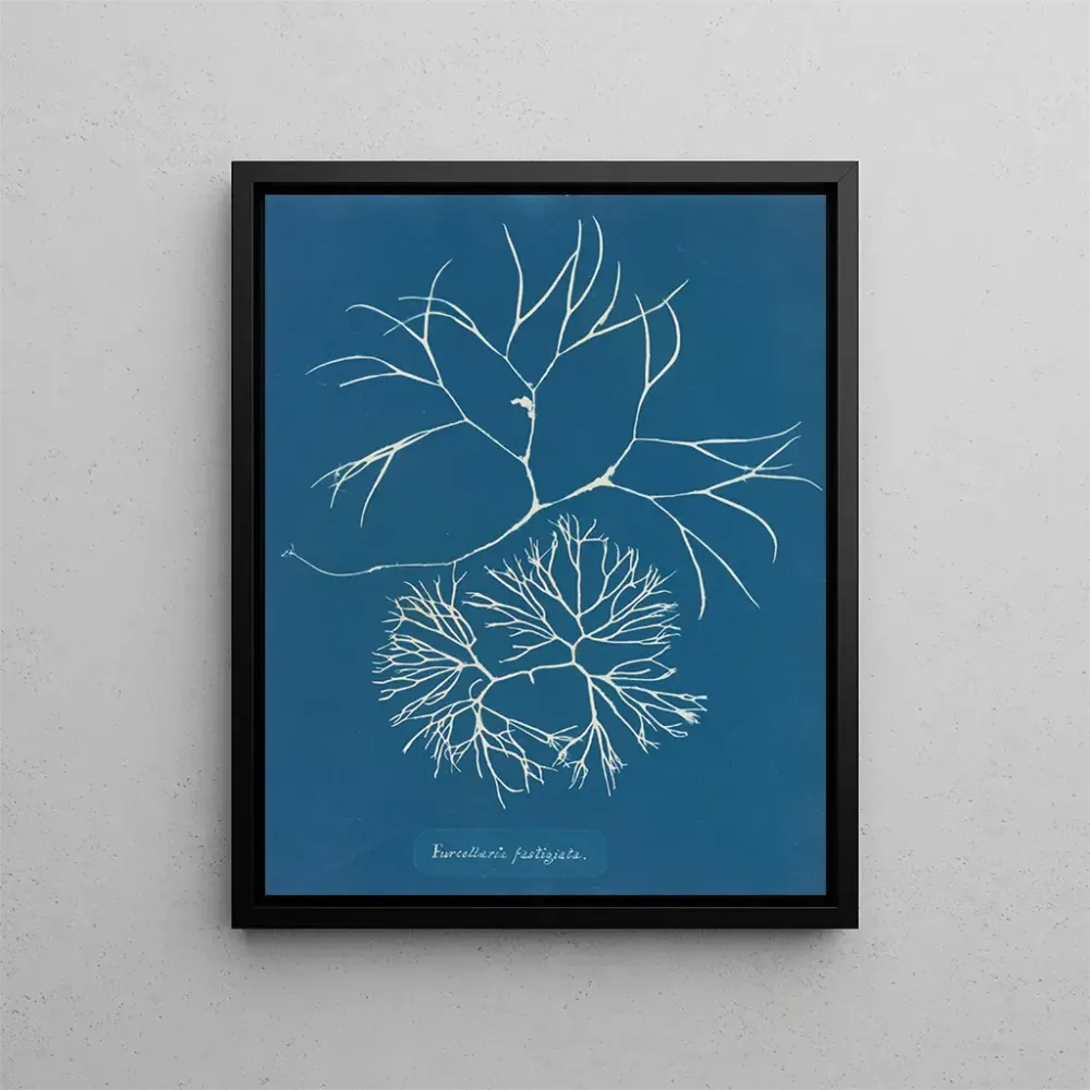Gemälde Furcellaria fastigiata - Anna Atkins | Kunstdruck