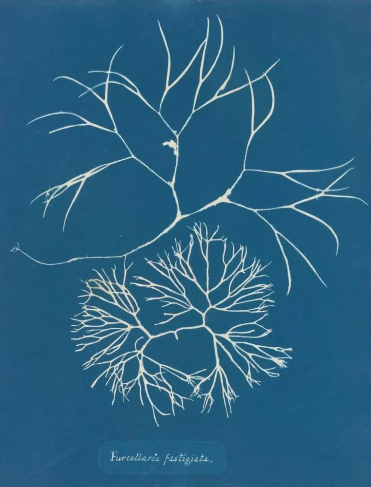 Gemälde Furcellaria fastigiata - Anna Atkins | Kunstdruck