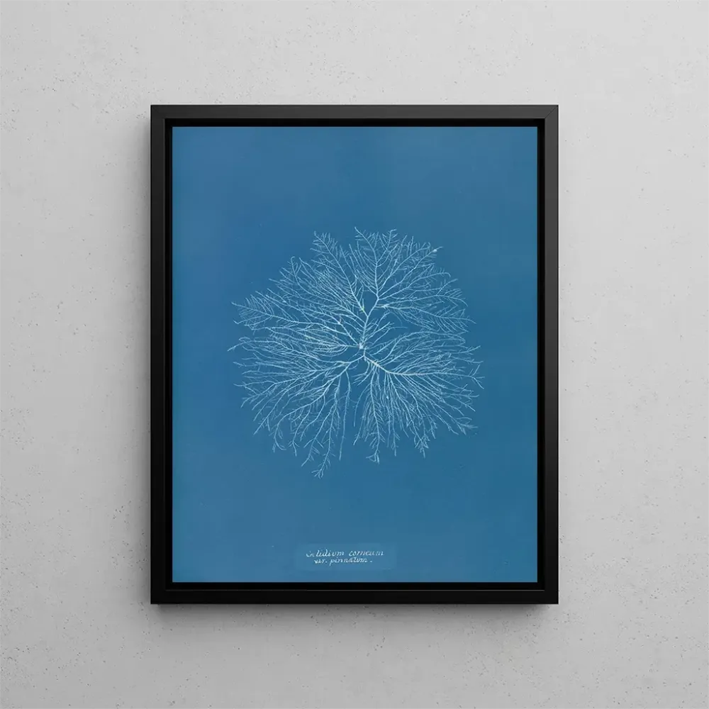 Gemälde Gelideum corneum penné var. - Anna Atkins | Kunstdruck