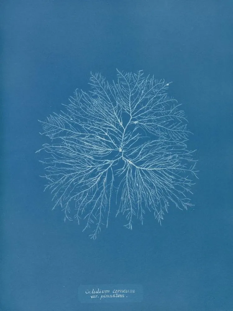 Gemälde Gelideum corneum penné var. - Anna Atkins | Kunstdruck