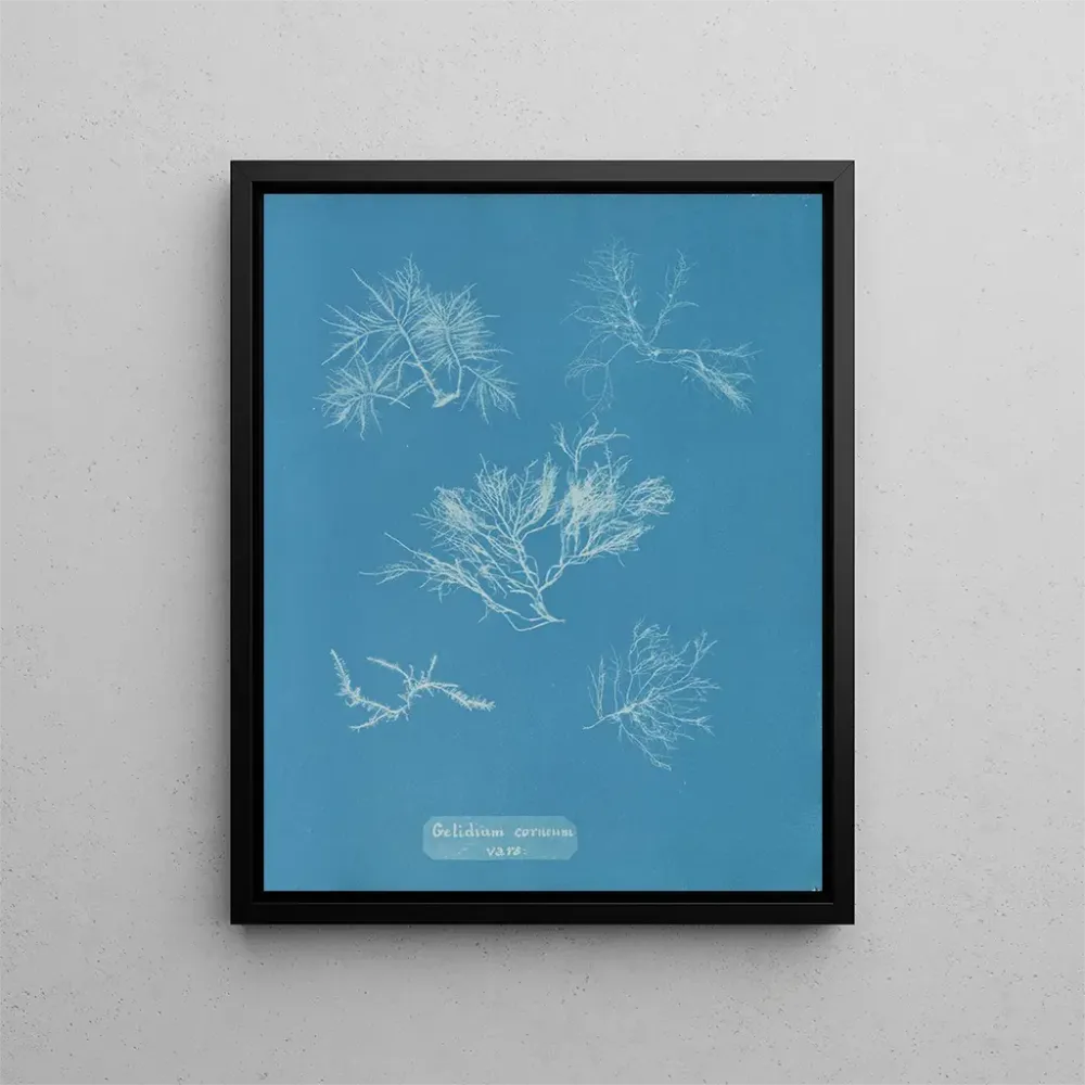Gemälde Gelidium corneum var. - Anna Atkins | Kunstdruck