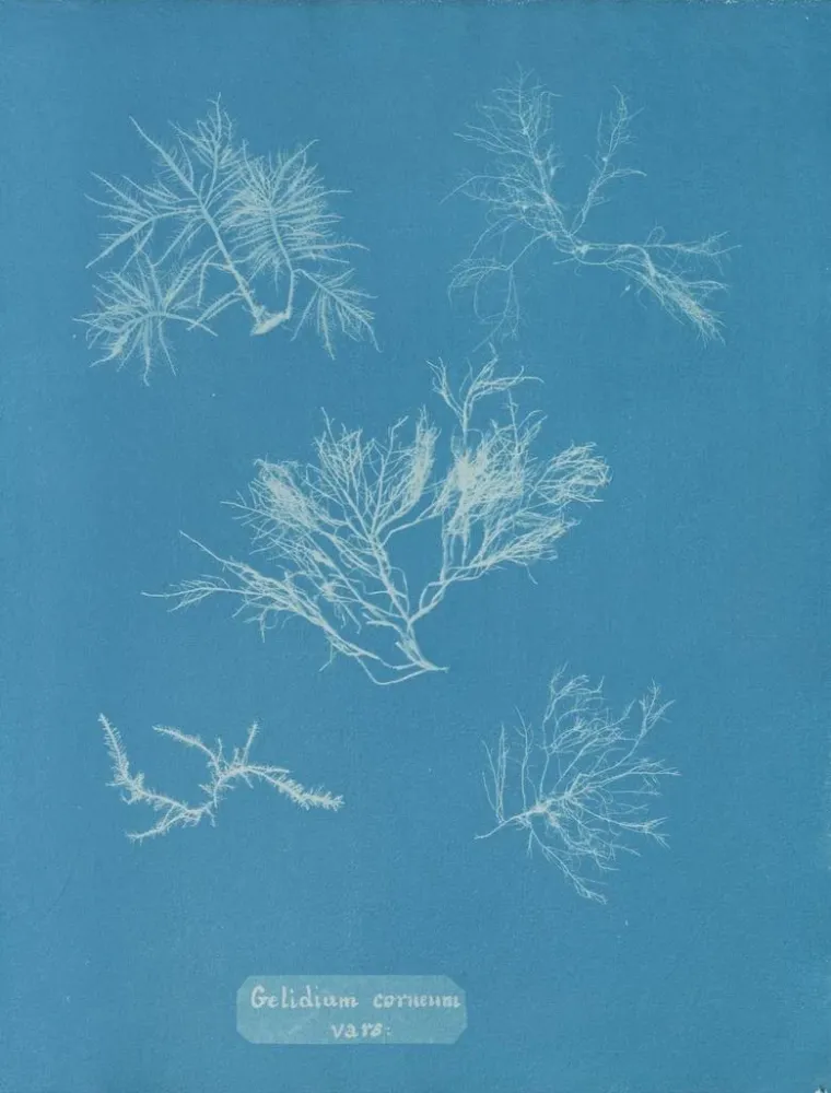 Gemälde Gelidium corneum var. - Anna Atkins | Kunstdruck