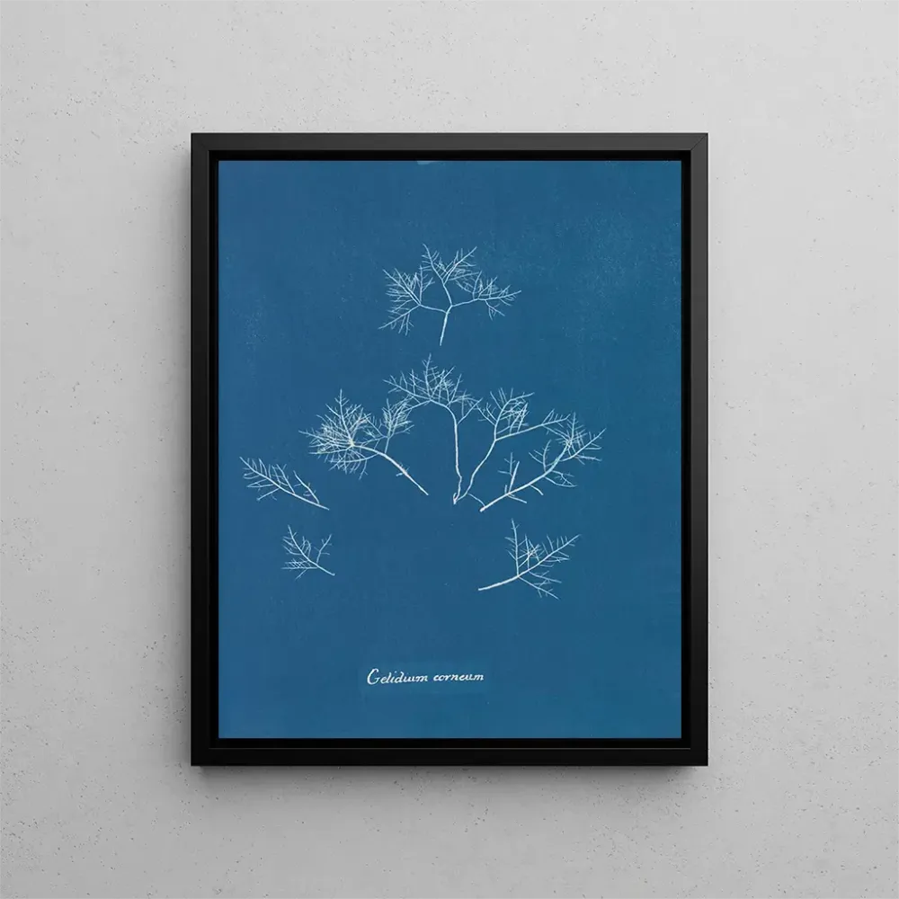 Gemälde Gelures cornéennes - Anna Atkins | Kunstdruck