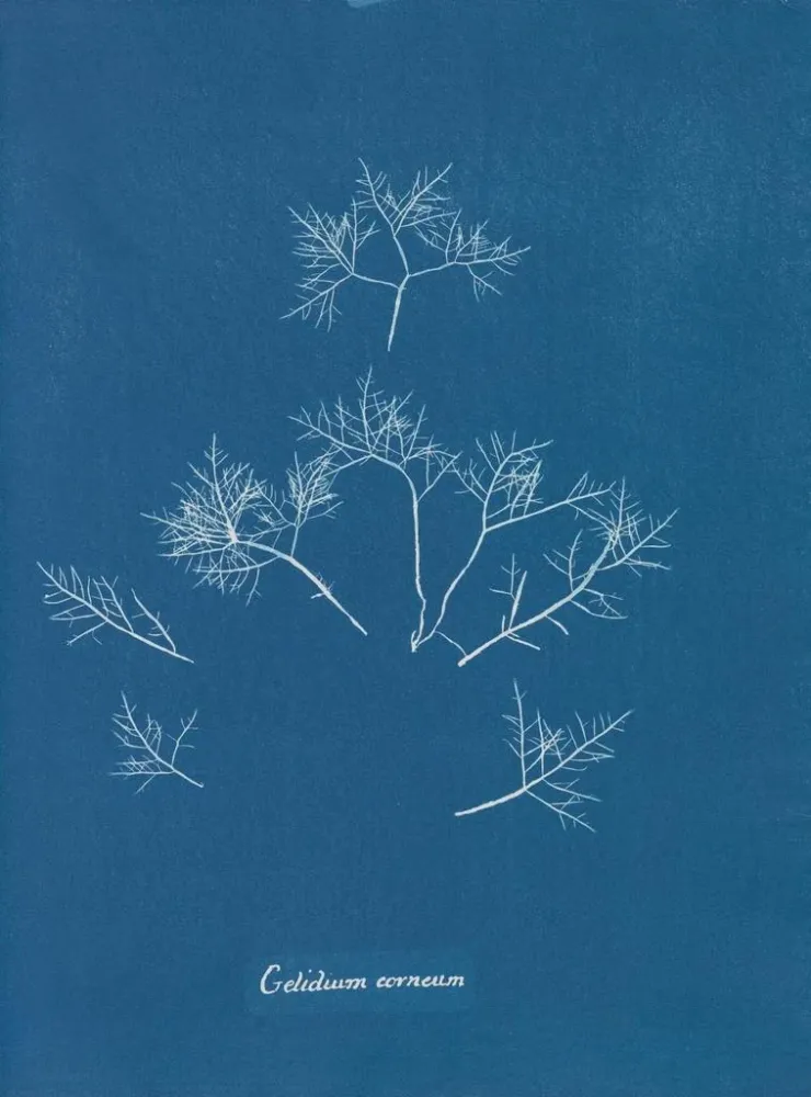Gemälde Gelures cornéennes - Anna Atkins | Kunstdruck