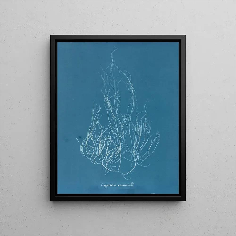 Gemälde Gigartina acicularis - Anna Atkins | Kunstdruck