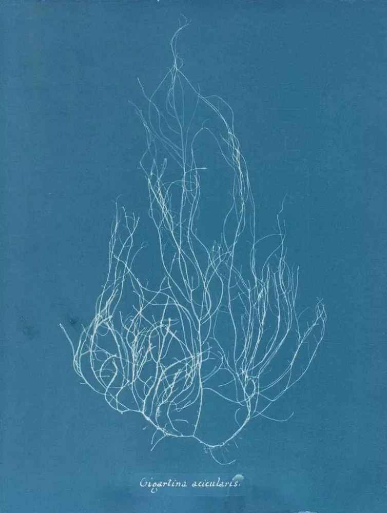 Gemälde Gigartina acicularis - Anna Atkins | Kunstdruck
