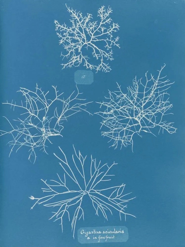 Gemälde Gigartina acicularis mit schönen Früchten - Anna Atkins