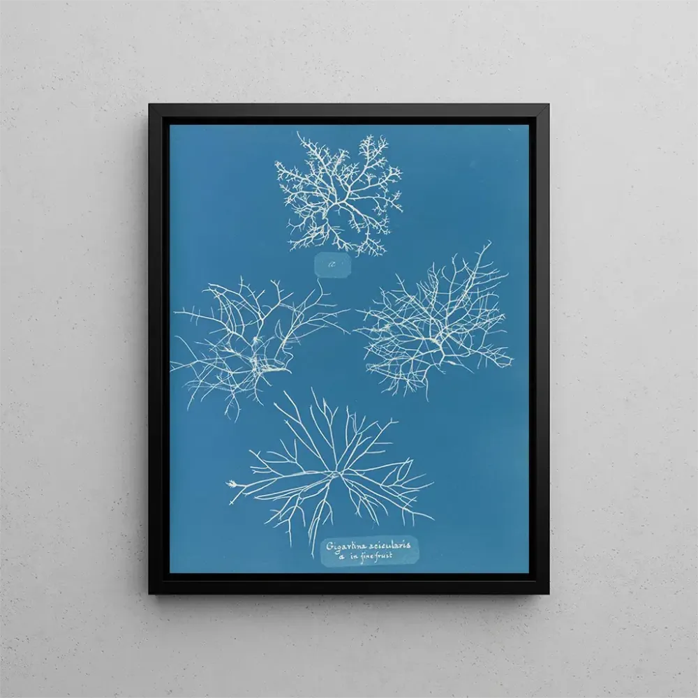 Gemälde Gigartina acicularis mit schönen Früchten - Anna Atkins
