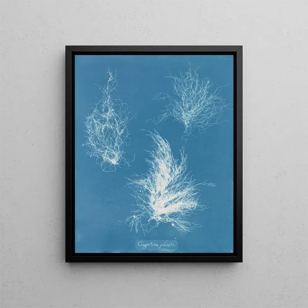 Gemälde Gigartina gefaltet - Anna Atkins
