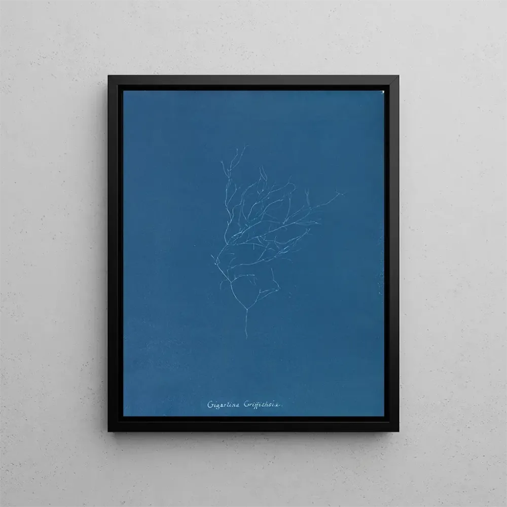 Gemälde Gigartina Griffithsiae - Anna Atkins