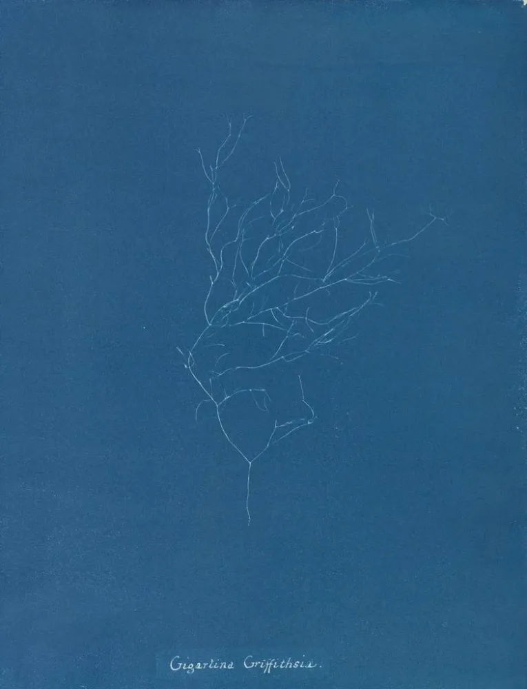 Gemälde Gigartina Griffithsiae - Anna Atkins