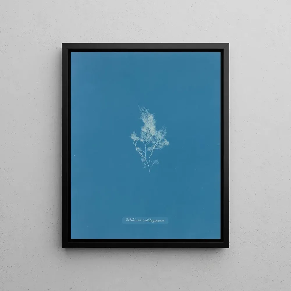 Gemälde Glace cartilagineuse - Anna Atkins | Kunstdruck