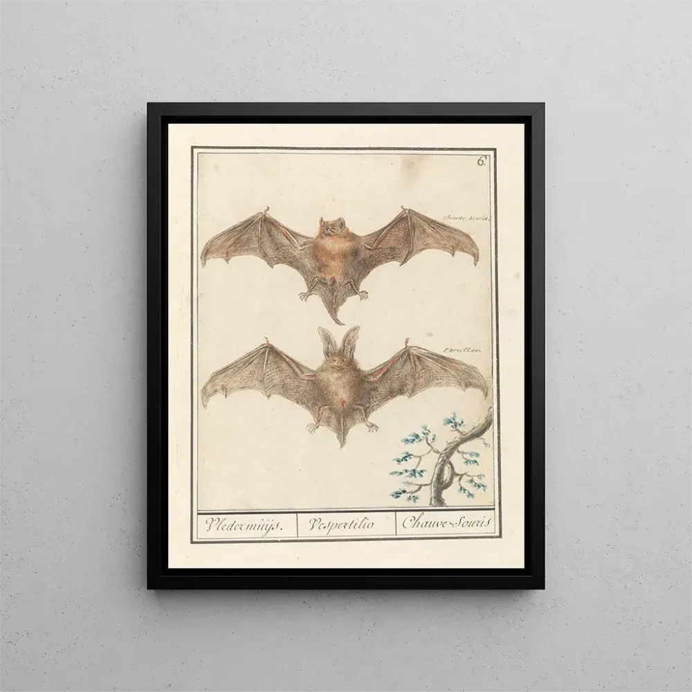 Gemälde Gladneus Fledermaus Vespertilionidae Vledermuijs Vespertilio Chauvesouris - Anselmus Botius de Boodt | Kunstdruck