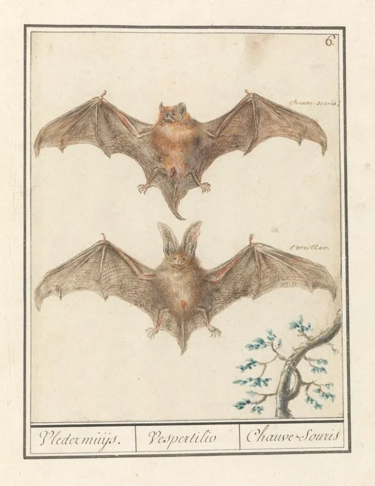 Gemälde Gladneus Fledermaus Vespertilionidae Vledermuijs Vespertilio Chauvesouris - Anselmus Botius de Boodt | Kunstdruck
