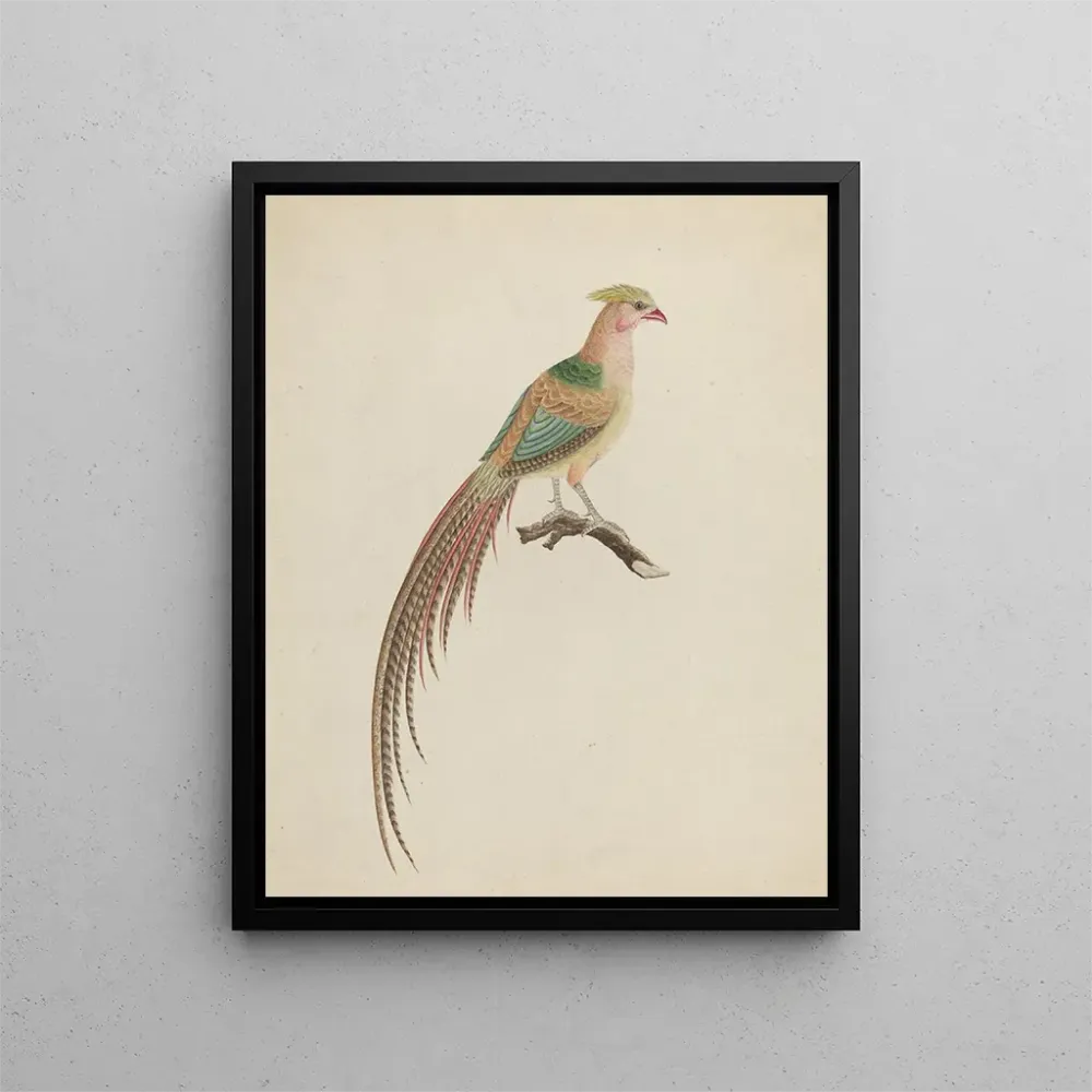 Gemälde Goldfasan Chrysolophus pictus - Anonym | Kunstdruck