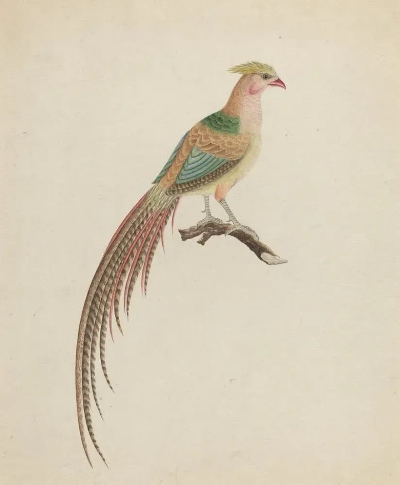 Gemälde Goldfasan Chrysolophus pictus - Anonym | Kunstdruck