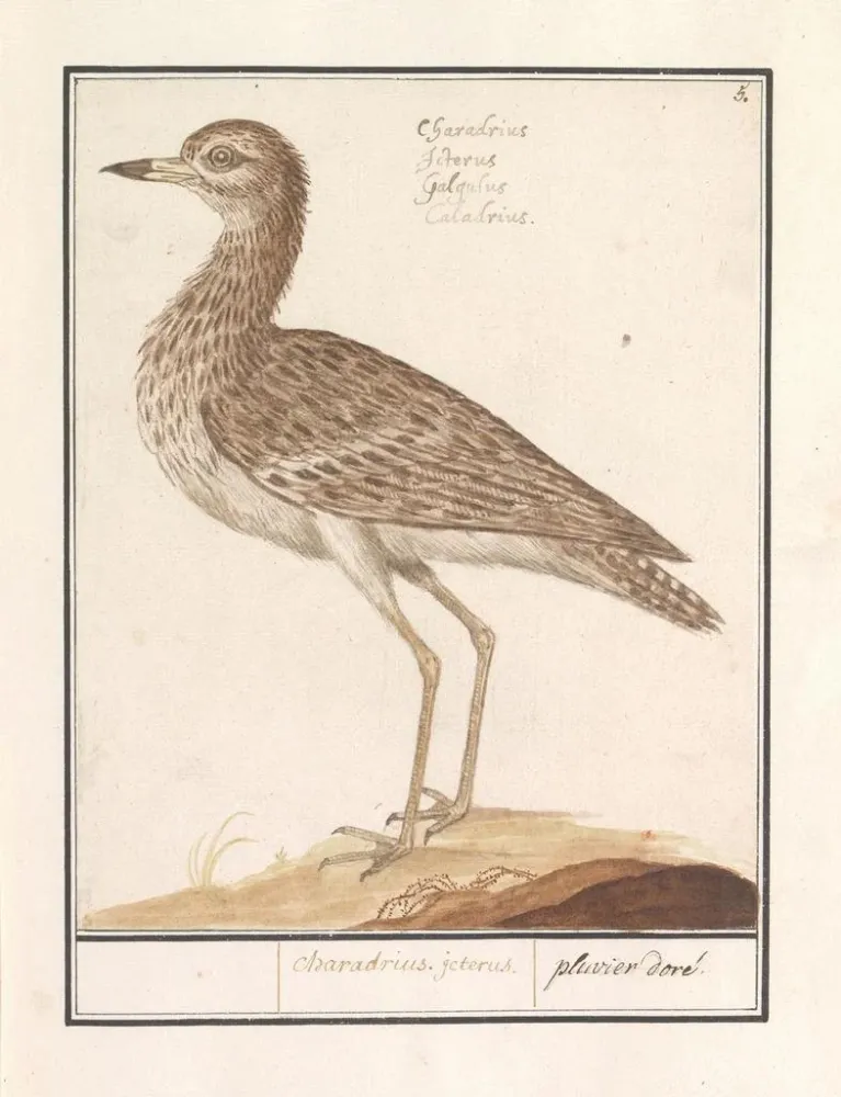 Gemälde Goudplevier regnerisch - Anselmus Botius de Boodt | Kunstdruck