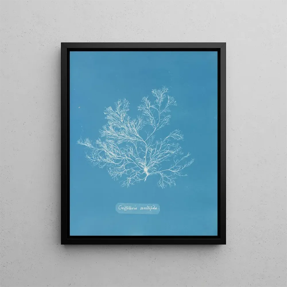 Gemälde Griffithsia multifida - Anna Atkins | Kunstdruck