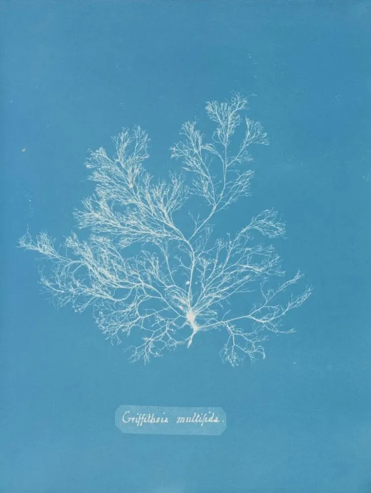 Gemälde Griffithsia multifida - Anna Atkins | Kunstdruck